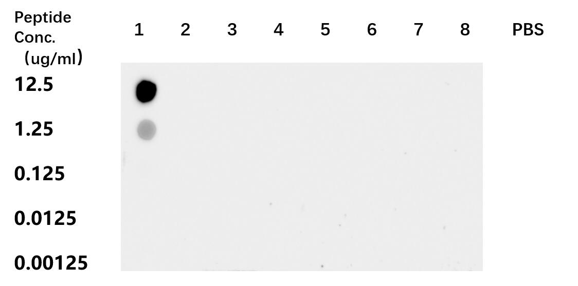 Dot Blot experiment of peptide using Acetyl-Histone H2A (Lys9) Recombinant antibody (83041-1-RR)